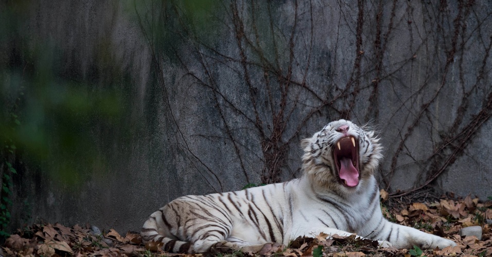 18.nov.2014 - Tigre-siberiano boceja em sua jaula no zoológico de Xangai, na China