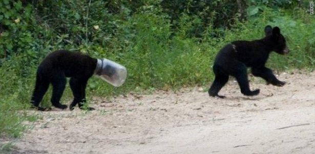 Animals stuck in odd places that don't seem to mind/ Reprodução Animals stuck in odd places that don't seem to mind/ Reprodução