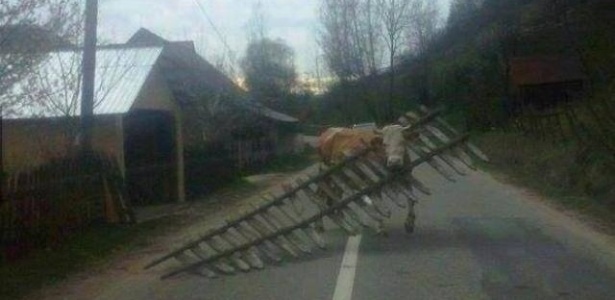 Animals stuck in odd places that don't seem to mind/ Reprodução Animals stuck in odd places that don't seem to mind/ Reprodução