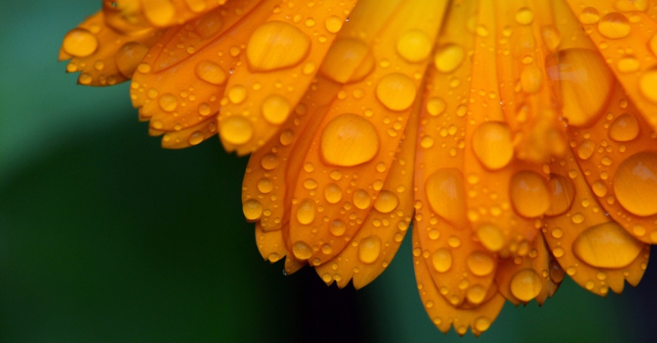 19.nov.2014 - Gotas de chuva em uma flor em Potsdam, na Alemanha