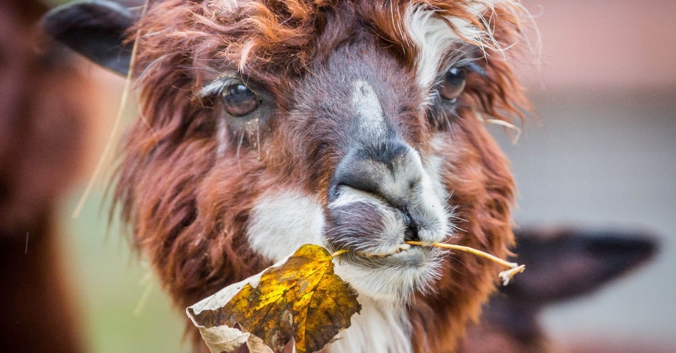 19.nov.2014 - Uma alpaca mastiga uma folha no zoológico de Frankfurt, na Alemanha