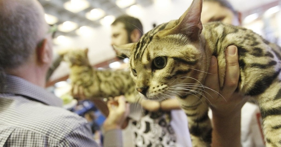 Fotos: Evento reúne 360 gatos de 23 raças diferentes em São Paulo -  25/08/2014 - UOL Notícias