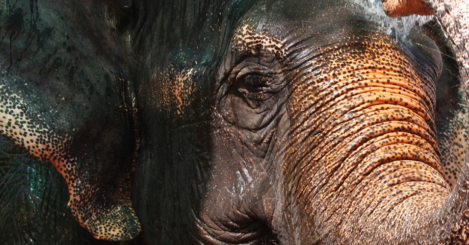 25.nov.2014 - Elefante participou nesta terça-feira (25) de uma cerimônia de despedida em Phnom Penh, no Camboja