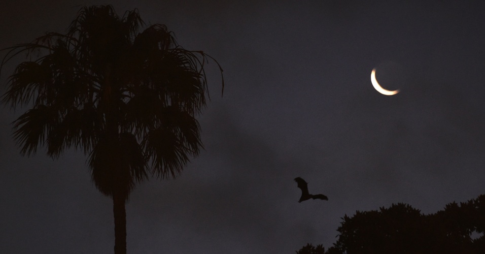 25.nov.2014 - Um morcego voou nesta terça-feira (25) sobre um parque do centro da cidade de Sydney, na Austrália