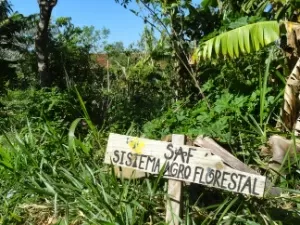 Com SAFs, grupo de mulheres gera renda e ajuda a reflorestar o Amazonas