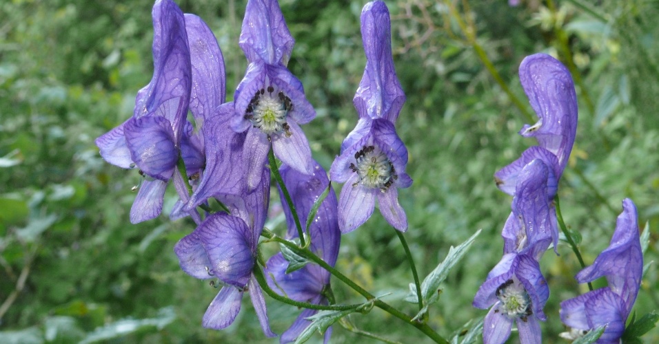 Flor venenosa que pode ter matado jardineiro cresce livre ...