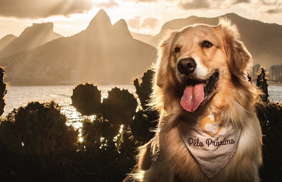 Fotos: Cachorros posam em pontos turísticos do Rio de Janeiro - 27/11 ...