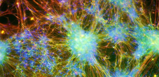 Rede de neurônios humanos conectados. A foto foi vencedora de um concurso de imagens microscópicas e foi feita pelo brasileiro Alexandre Teixeira Vessoni - Alexandre Teixeira Vessoni/Divulgação