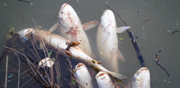 Nov.2014 - Peixes mortos pela mancha negra que afetou rio Tietê na região de Salto (SP) - Luciano Claudino/Código 19/Estadão Conteúdo