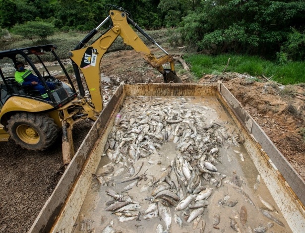 Cerca de 40 toneladas de peixes mortos foram retiradas do rio Tietê, no interior de São Paulo - Bruno Poletti/Folhapress