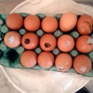 Dos 15 ovos da  bandeja, 14 estavam recheados com maconha - Divulgação / Coape