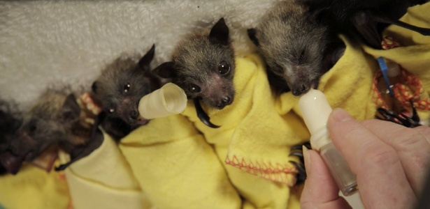 Resultado de imagem para bebes morcegos australia