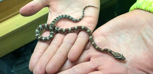 Garis encontraram um filhote de Pantherophis, também conhecida como cobra-do-milho, do lado de fora de uma casa na Escócia - SPCA/BBC