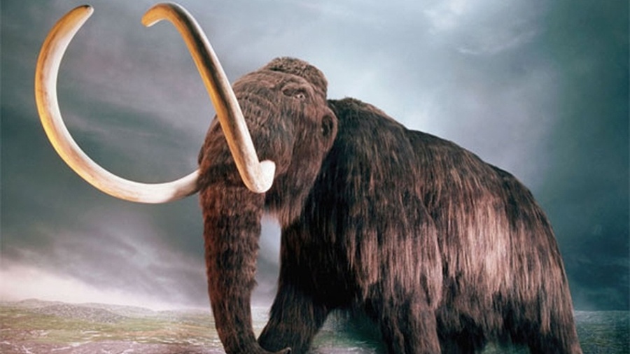 No ecossistema antigo havia mamíferos semelhantes a elefantes, conhecidos como mastodontes,  - Divulgação