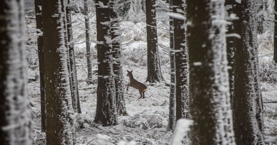 3.dez.2014 - Um cervo correu entre as árvores de uma floresta coberta por neve nesta quarta-feira (3) na montanha Grosser Feldberg, na Alemanha