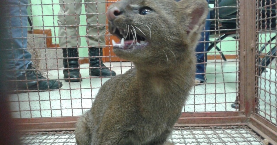 3.dez.2014 - Um felino silvestre conhecido como gato-mourisco ou jaguarundi (Puma yagouaroundi), que estava dentro do Tribunal do Júri do Fórum no município de Jaraguá, em Goiás, foi capturado pelos Bombeiros na terça-feira (2). O animal não apresentava sinais de agressão e foi encaminhado ao Centro de Triagem de Animais Silvestres da cidade para avaliação. A foto foi divulgada nesta quarta-feira (3)