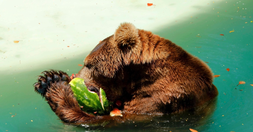 3.dez.2014 - Urso come melancia em no tanque de seu recinto no zoológico do Rio de Janeiro nesta quarta-feira (3)