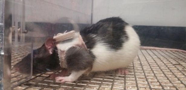 Rato usa jaqueta durante experimento em universidade do Canadá - Gonzalo R. Quintana Zunino/Reprodução