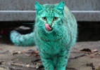 Um gatinho se pintou de verde ao dormir em lata de tinta na Bulgária - Petko Momchilov/ Impact Press Group/ NurPhoto/ ZumaPress/ Xinhua