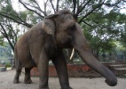 Zoo de Taiwan indenizará mulher que recebeu pedrada de elefante - Sunil Sharma/Xinhua