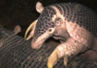 Imagem de tatu gigante brasileiro é destaque em concurso de fotos com câmera oculta - Arnaud Desbiz/Pantanal Giant Armadillo Project/ BBC Wildlife Magazine