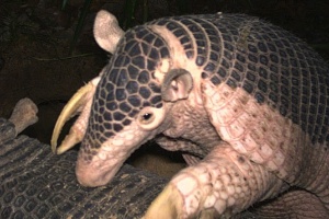 Fotos Concurso De Fotos Com Camera Oculta Destaca Imagem De Tatu Gigante Brasileiro 09 12 2014 Uol Noticias