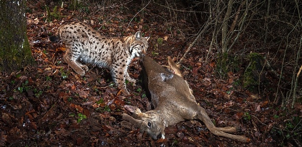 9.dez.2014 - Lince europeu puxando sua caça, um cervo, nas montanhas Jura, na Suíça - Laurent Geslin/ BBC Wildlife Magazine