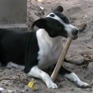Fiscalização flagrou um cachorro roendo osso humano no cemitério São José, o maior de Maceió, capital de Alagoas - Reprodução/TV Gazeta