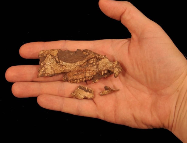 Fóssil do crânio Aquilops americanus - Andrew A. Farke/Reuters