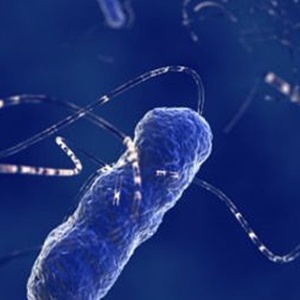 A bactéria E.Coli, vista do microscópio - Getty Images