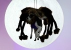 BBC Click: Vídeo com cão fantasiado de aranha é o mais visto no YouTube em 2014 - Reprodução