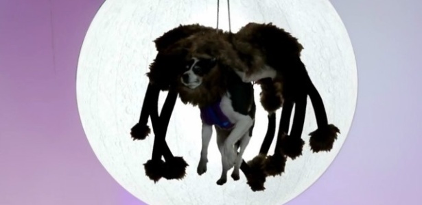Vídeo de cachorro vestido de aranha foi um dos mais vistos do YouTube em 2014 - Reprodução