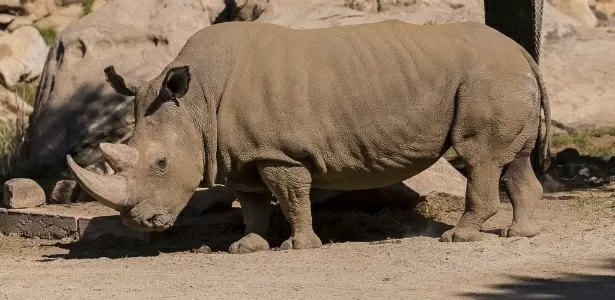 Angalifu era um rinoceronte-branco-do-norte que vivia em um zoológico de San Diego, ele morreu em 2014, à época existiam apenas seis em todo mundo. - Ken Bohn/San Diego Zoo/Reuters - Ken Bohn/San Diego Zoo/Reuters