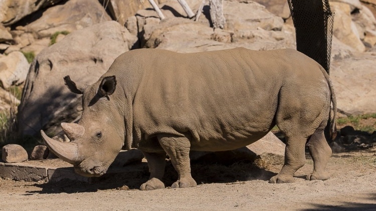 Angalifu era um rinoceronte-branco-do-norte que vivia em um zoológico de San Diego, ele morreu em 2014, à época existiam apenas seis em todo mundo. - Ken Bohn/San Diego Zoo/Reuters - Ken Bohn/San Diego Zoo/Reuters