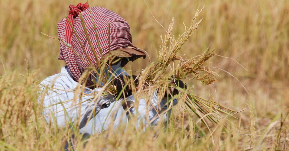 15.dez.2014 - Mulher trabalha em uma lavoura de arroz irrigado, nos arredores de Phnom Penh, no Camboja