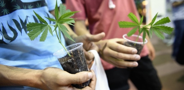 Visitantes seguram mudas de maconha durante a "Expo Cannabis" em um laboratório tecnológico do Uruguai, na capital Montevidéu, em dezembro de 2014 - Nicolas Celaya/Xinhua
