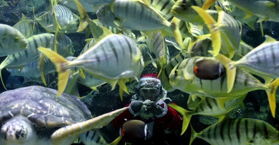 16.dez.2014 - Mergulhador vestindo roupa de Papai Noel alimenta peixes dentro de um tanque no Aquaria KLCC em Kuala Lumpur, na Malásia