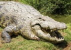 Crocodilo mais velho do mundo completa 114 anos na África do Sul - Carolann Muller/ EFE