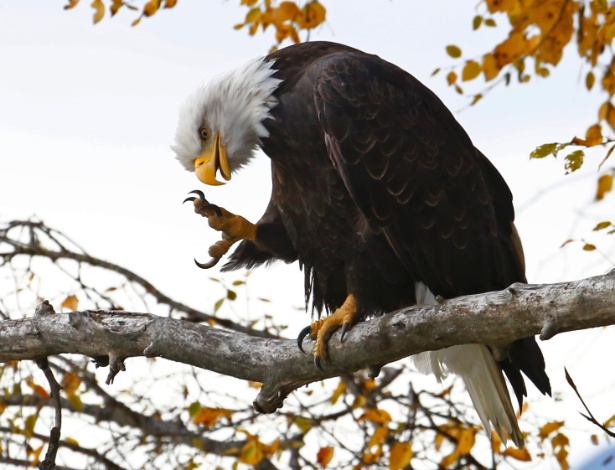Águia careca estica suas garras, em um santuário de proteção à espécie no Alasca (EUA) - Bob Strong/Reuters