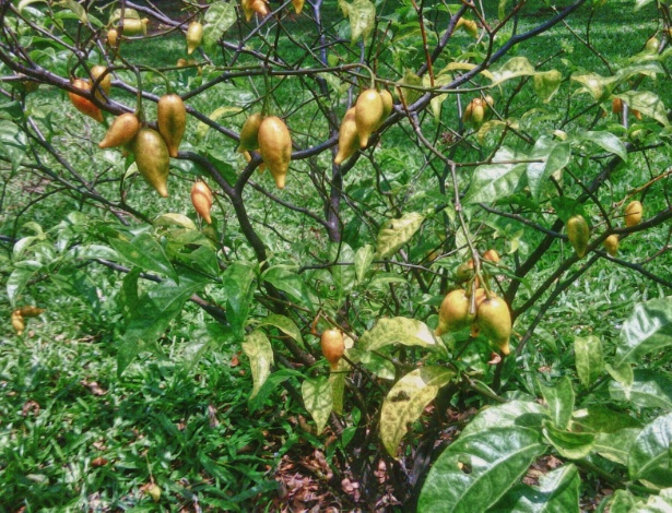 A iboga, um arbusto cujo principal alcaloide é a ibogaína, é usada secularmente em rituais xamânicos, principalmente no Gabão e em Camarões, na África Central - Reprodução