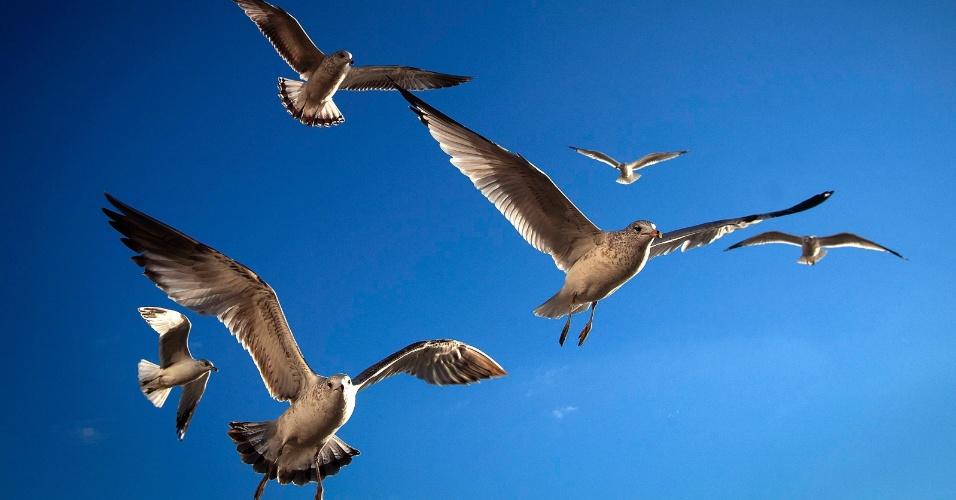 19.dez.2014 - Pássaros voam no parque Batteryde Manhattan, em Nova York, nos Estado Unidos