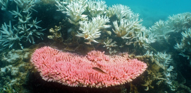 Recife de coral apresenta sinais de perda de coloração em Halfway Island, na Grande Barreira de Corais da Austrália, em imagem feita pelo Instituto Australiano de Ciências Marinhas, em 2014 - Ray Berkelmans/Instituto Australiano de Ciências Marinhas/AFP