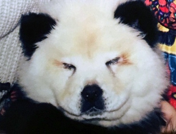 Foto de um exemplar legítimo da espécie ""chow chow panda""... só que não! - Divulgação/ Guarda Florestal de Brescia