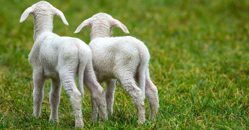 23.dez.2014 - Dois filhotes de ovelhas passeiam pelo campo perto da cidade de Dubrow, na Alemanha