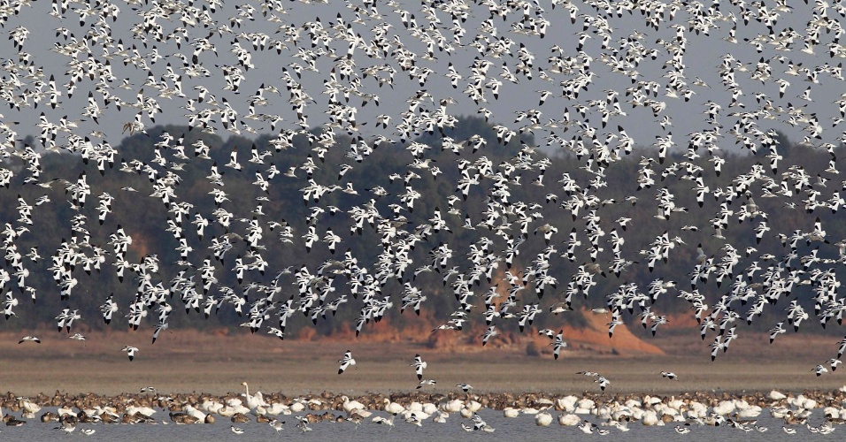 23.dez.2014 - Um bando de aves sobrevoa o lago Boyang, em Jiujiang, na província de Jiangxi, na China