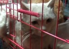 Polícia chinesa liberta mais de mil gatos que teriam carne e pele vendidos - Reprodução/SkyNews