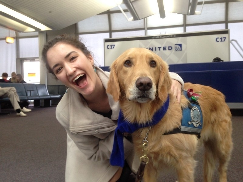 A companhia aérea norte-americana United Airlines levou uma equipe de cachorros para o aeroporto internacional de Chicago (EUA) - Divulgação