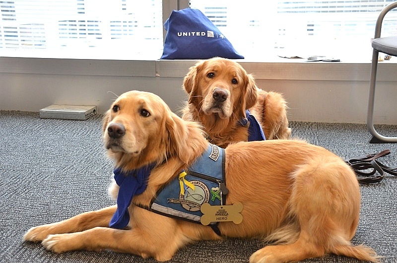 A companhia aérea norte-americana United Airlines levou uma equipe de cachorros para o aeroporto internacional de Chicago (EUA) - Divulgação