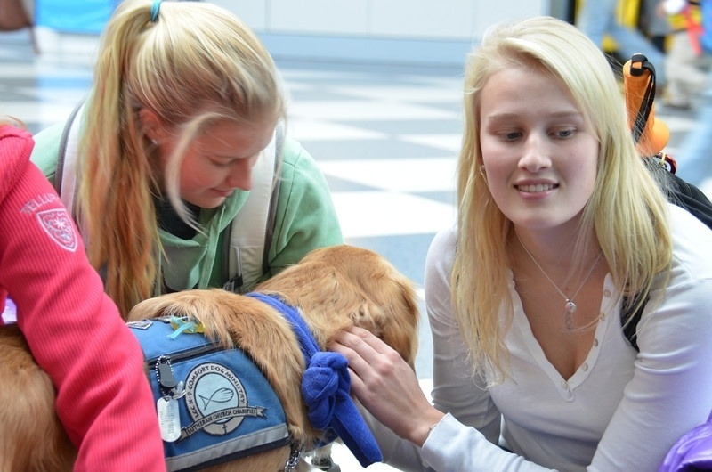 A companhia aérea norte-americana United Airlines levou uma equipe de cachorros para o aeroporto internacional de Chicago (EUA) - Divulgação
