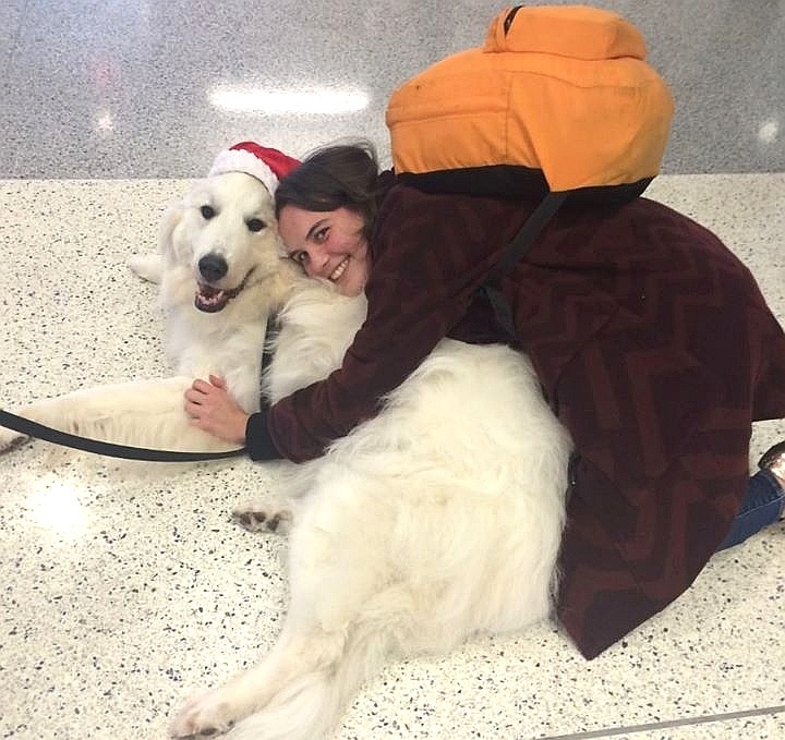 A companhia aérea norte-americana United Airlines levou uma equipe de cachorros para o aeroporto internacional de Chicago (EUA) - Divulgação